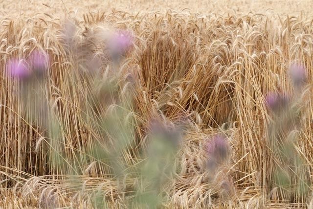 Photography titled "fleurs parmi les bl…" by Bernard Jacques, Original Artwork