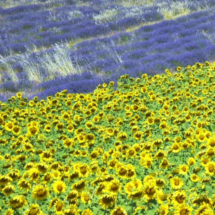 摄影 标题为“flowers for peace a…” 由Bernard Levy, 原创艺术品, 数码摄影