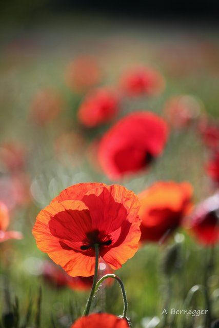 Installation titled "Coquelicots" by Alain Bernegger, Original Artwork