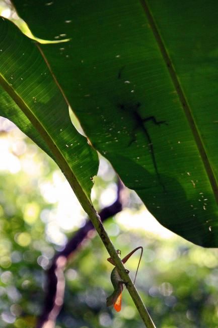 Fotografia intitolato "COSTA RICA - Faune…" da Bi2kir, Opera d'arte originale