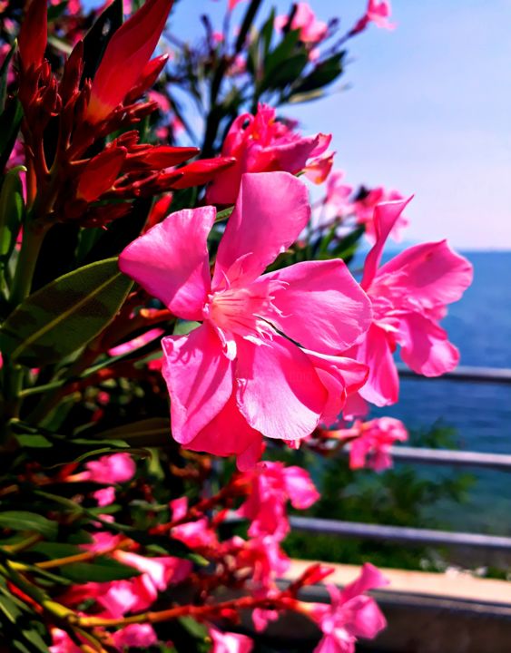 Fotografie mit dem Titel "Pink Flowers" von Birdsofgalaxy Life, Original-Kunstwerk, Digitale Fotografie