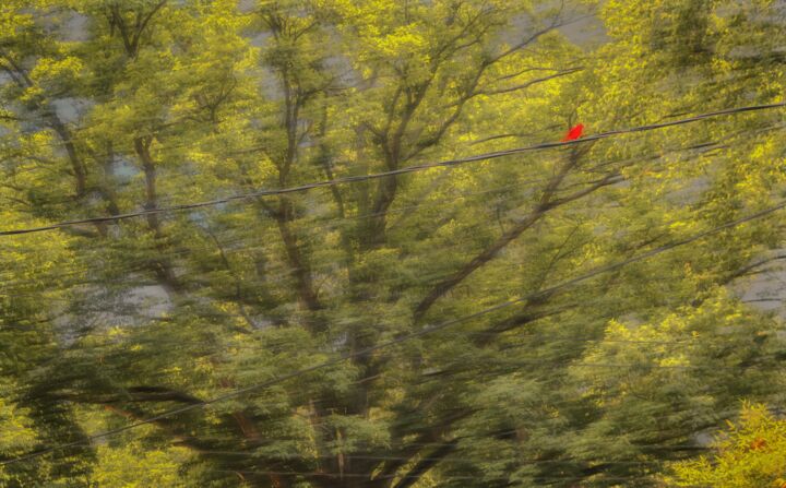 Fotografía titulada "Red bird" por Blame Mr Ken, Obra de arte original, Fotografía manipulada