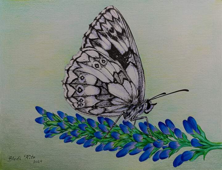 Painting titled "The Butterfly 2" by Bledi Kita, Original Artwork, Pencil