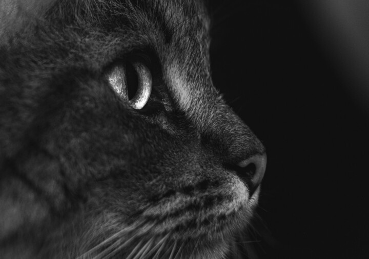Photography titled "Cat bnw" by Boris Belkania, Original Artwork, Digital Photography