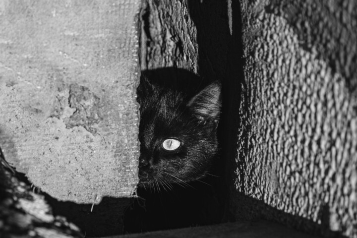Fotografia intitulada "Cat 2" por Boris Belkania, Obras de arte originais, Fotografia digital