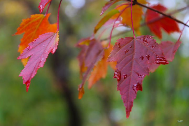 Fotografía titulada "Tears Of Autumn" por Sergei Smv, Obra de arte original, Fotografía digital