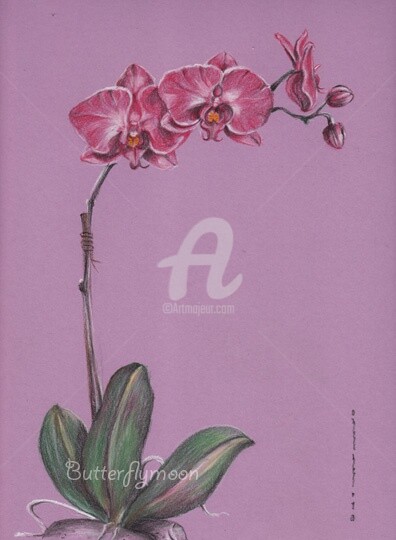 Drawing titled "Orchidée" by Butterflymoon, Original Artwork