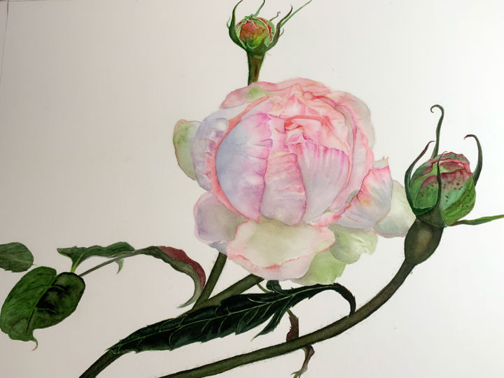 Pintura intitulada "Rose watercolor pai…" por Fangcai, Obras de arte originais, Aquarela