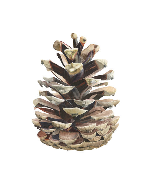 Painting titled "Pine cone" by Candace Bialczak, Original Artwork