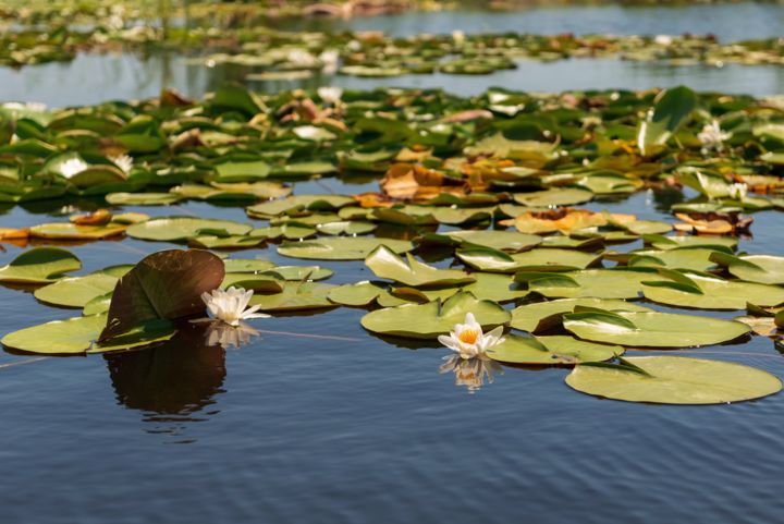 Photography titled "Water lilies on the…" by Dan Carp, Original Artwork, Digital Photography