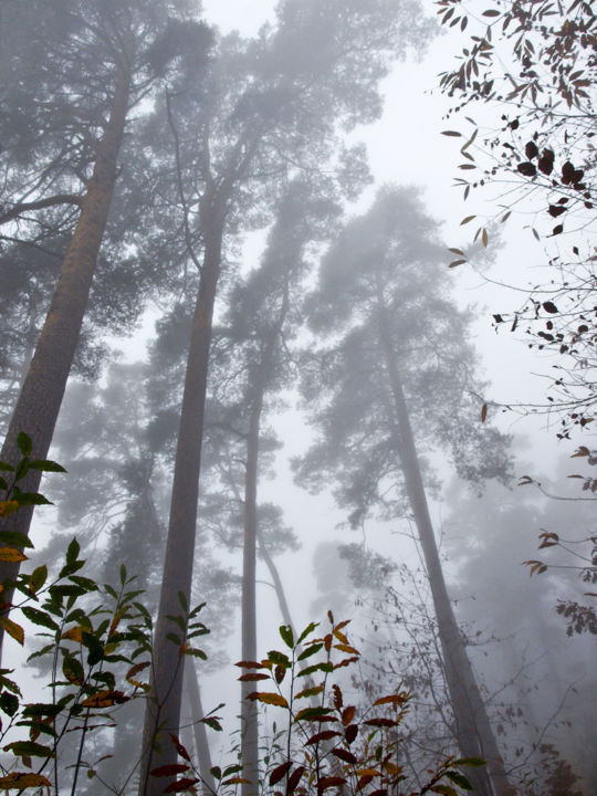 Photographie intitulée "Brume" par Catherine Boutin, Œuvre d'art originale, Photographie numérique