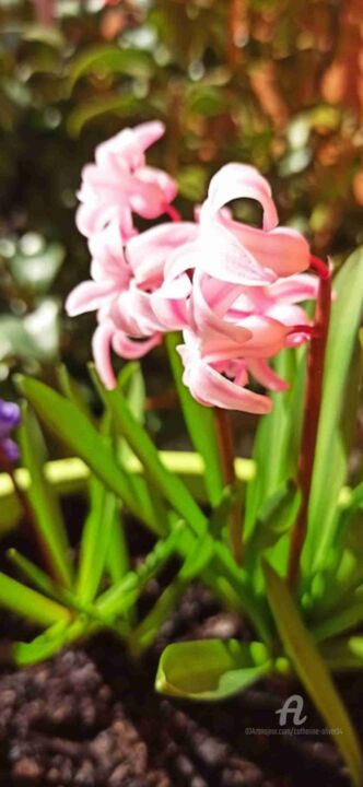 Fotografía titulada "La Fleur de L'Hiver" por Catherine Oliver (Miss kat), Obra de arte original, Fotografía digital