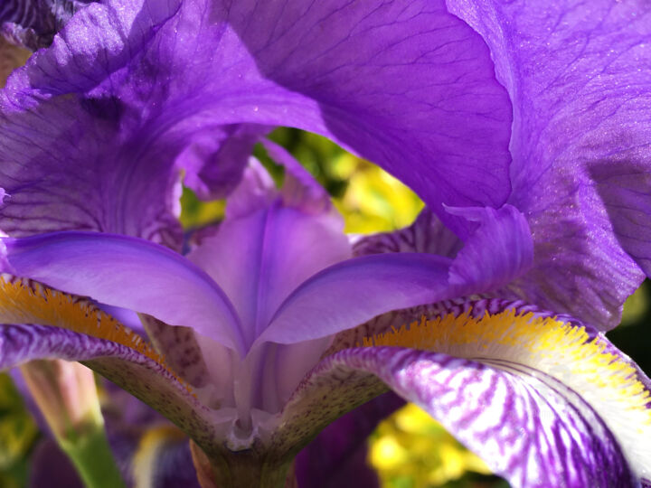 Photographie intitulée "Iris vivid details…" par Cédric Hajiji, Œuvre d'art originale, Photographie numérique