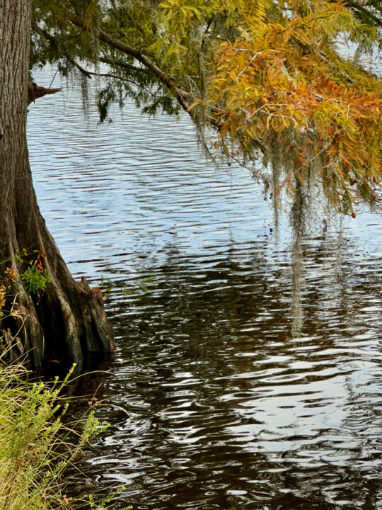 Fotografia intitolato "Autumn on the Bayou" da Charlotte Daigle, Opera d'arte originale, Fotografia digitale