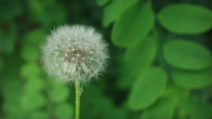Photography titled "Wish" by N. C., Original Artwork, Non Manipulated Photography