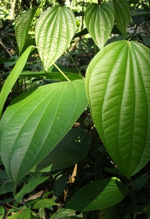 Fotografia zatytułowany „greenleaves.jpg” autorstwa Christine Stalder, Oryginalna praca