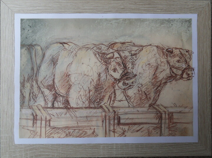 charolais bull drawing