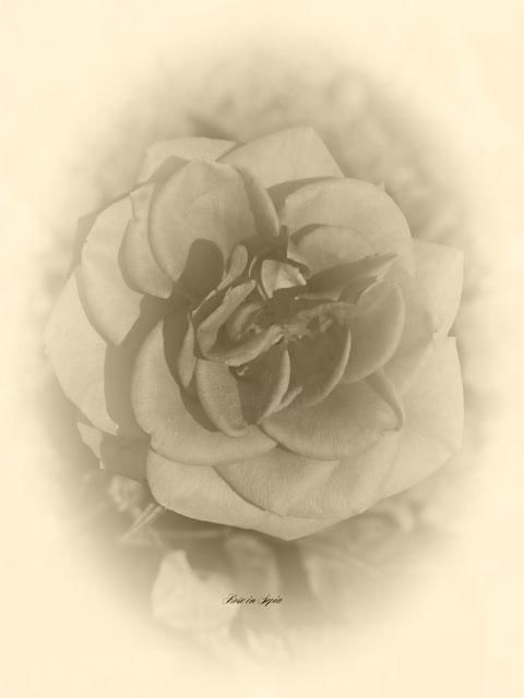 "Rose in Sepia" başlıklı Fotoğraf Wilf tarafından, Orijinal sanat
