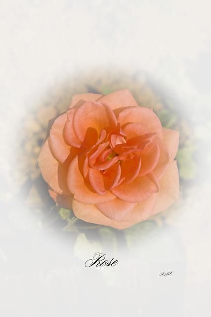 "Rose" başlıklı Fotoğraf Wilf tarafından, Orijinal sanat