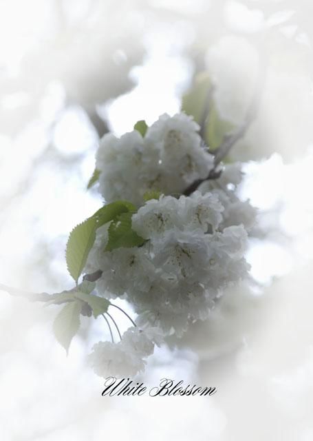 "White Blossom" başlıklı Fotoğraf Wilf tarafından, Orijinal sanat