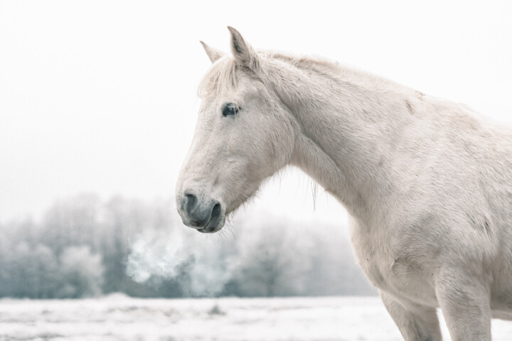 Photography titled "Frozen Horse" by Claudio De Sat, Original Artwork, Digital Photography