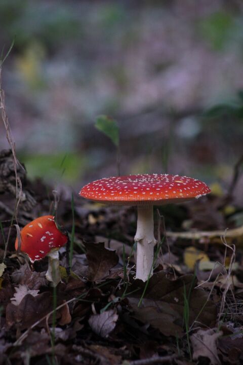 Photography titled "Red spot in the wood" by Corentin Thauvin, Original Artwork, Non Manipulated Photography