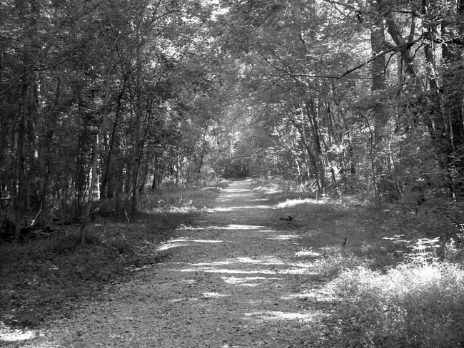 Photography titled "Park Path" by Connie M., Original Artwork