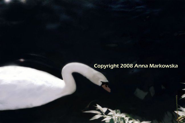 摄影 标题为“Swan Lake” 由Anna Markowska, 原创艺术品