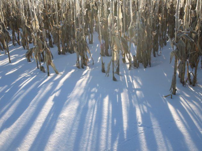 Photography titled "Corn Stalks" by Cynthia Brown Yackenchick, Original Artwork