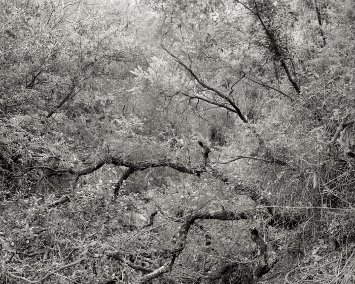 제목이 "The Forest - 01"인 사진 Cyril Bquart로, 원작, 아날로그 사진