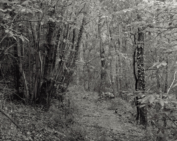 제목이 "The Forest - 03"인 사진 Cyril Bquart로, 원작, 아날로그 사진