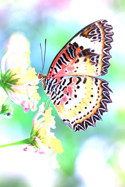 "Papillon de lumière" başlıklı Fotoğraf Cyril Comtat tarafından, Orijinal sanat, Dijital Fotoğrafçılık