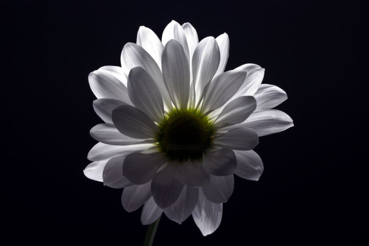 摄影 标题为“Daisy” 由Daniel Ravel, 原创艺术品, 数码摄影