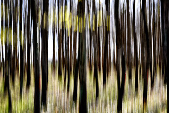 Photography titled "spring wood" by David Page, Original Artwork, Digital Photography