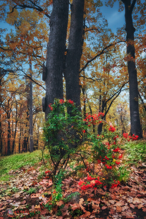 Photographie intitulée "Is it autumn or is…" par Dejan Travica, Œuvre d'art originale, Photographie numérique