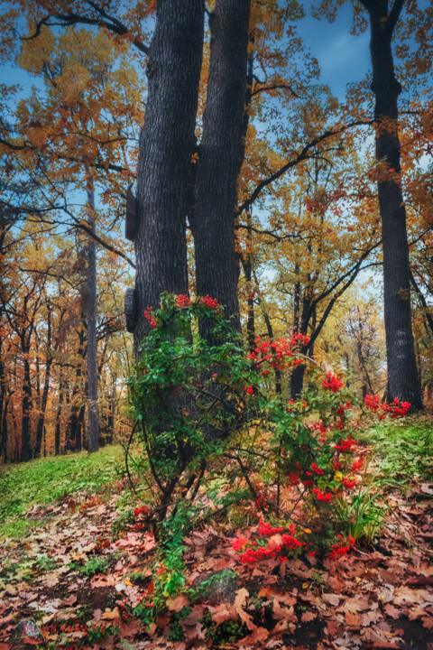 Fotografía titulada "Is it autumn or is…" por Dejan Travica, Obra de arte original, Fotografía digital