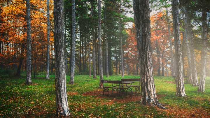 Photographie intitulée "Bench in the woods" par Dejan Travica, Œuvre d'art originale, Photographie numérique