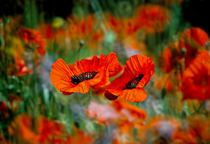 Fotografia zatytułowany „Oriental Poppies in…” autorstwa Derek Harris, Oryginalna praca, Manipulowana fotografia