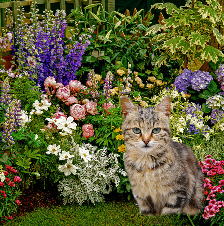 Photography titled "Cats in my Garden 10" by Derek Harris, Original Artwork, Manipulated Photography