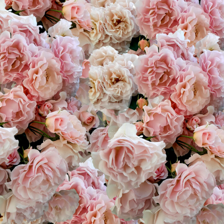 「Romantic pink rose…」というタイトルの写真撮影 Diana Editoiuによって, オリジナルのアートワーク, デジタル
