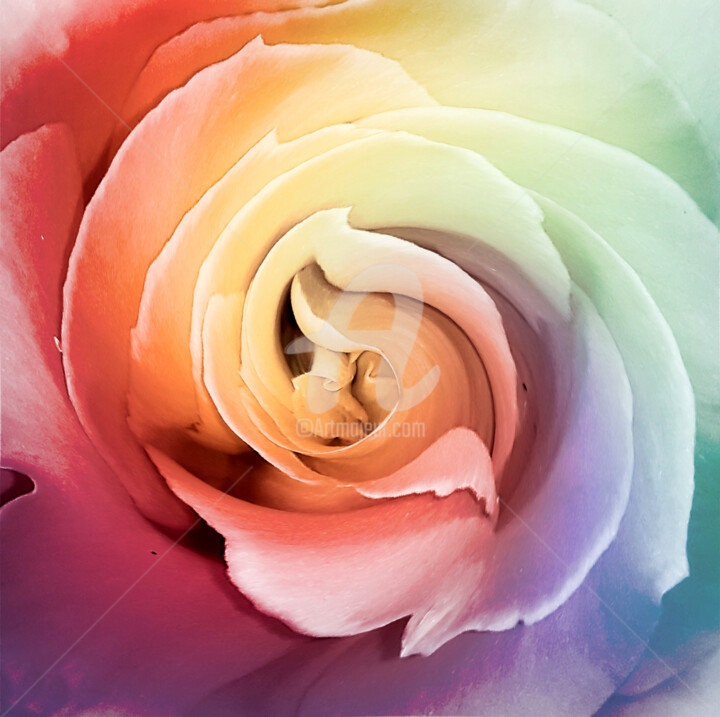 rainbow tye dye rose