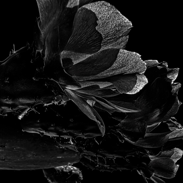 摄影 标题为“Opuntia humifusa 2” 由Didier Van Der Borght, 原创艺术品, 数码摄影