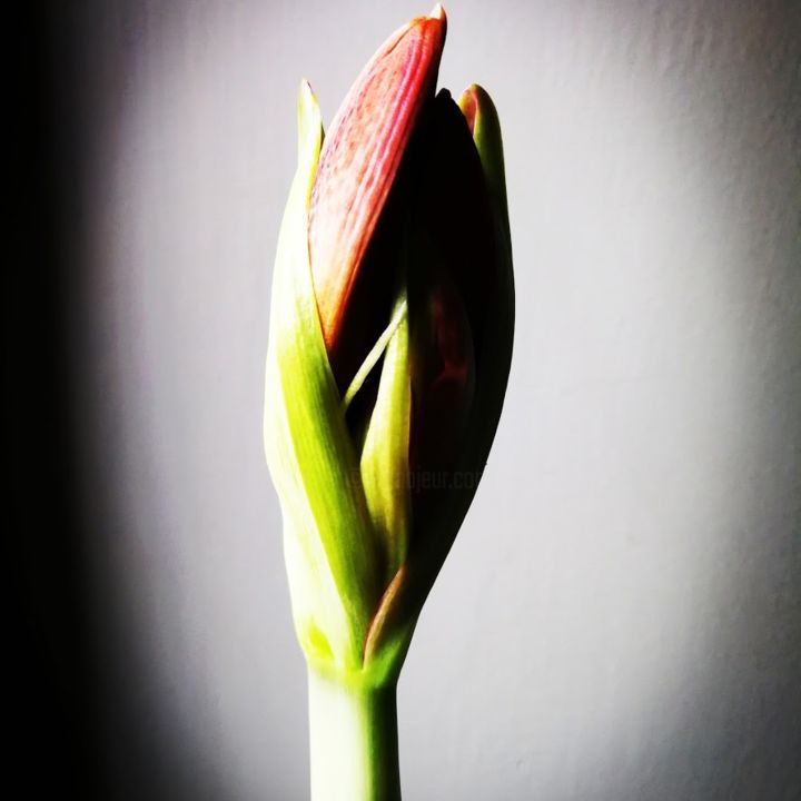 Фотография под названием "photo-fleur.jpg" - Didier Moons, Подлинное произведение искусства