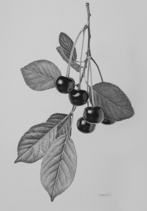 "Cherry Twig" başlıklı Resim Dietrich Moravec tarafından, Orijinal sanat, Kalem