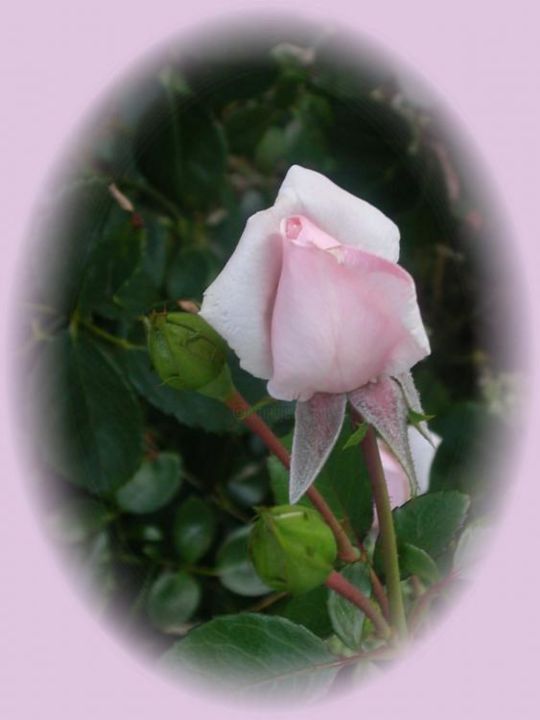 摄影 标题为“Beautiful rose pink…” 由Divinedyan, 原创艺术品