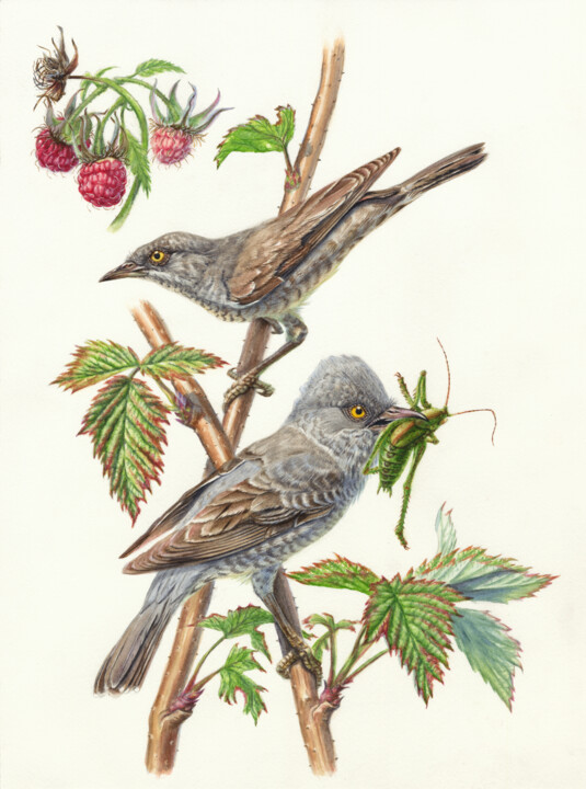 绘画 标题为“Barred warblers in…” 由Dmitrii Kastalskii, 原创艺术品, 水彩