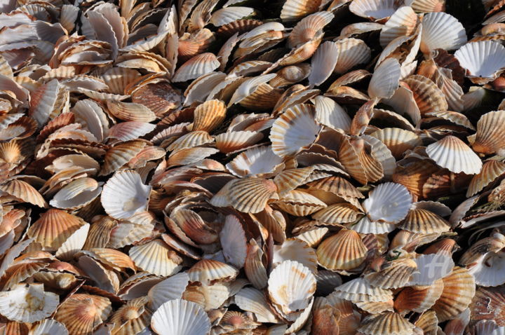 Coquille Saint Jacques Photography By Goujard Artmajeur