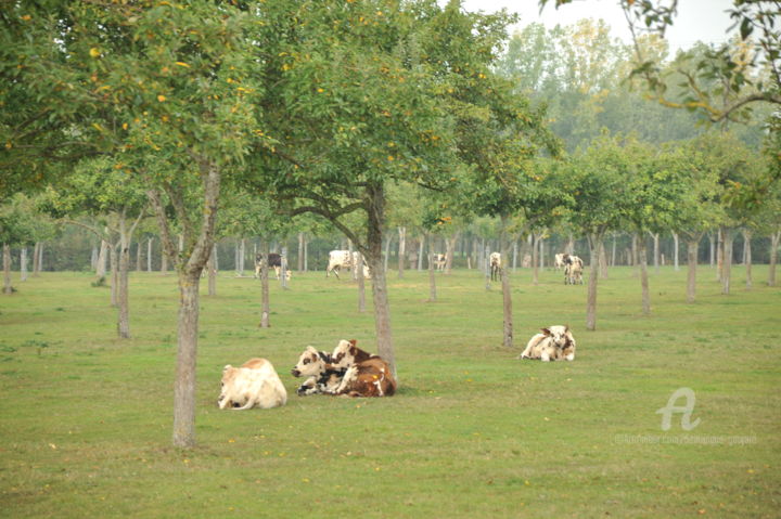 Photographie intitulée "2313 Vaches normand…" par Dominique Goujard, Œuvre d'art originale, Photographie numérique