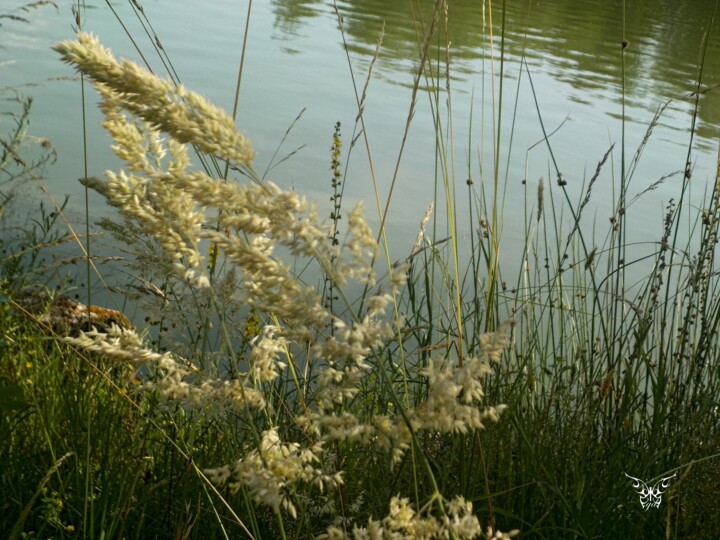 Fotografía titulada "Herbe folle" por Dominique Guillaume, Obra de arte original, Fotografía digital