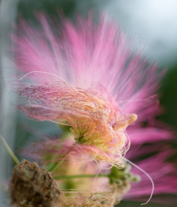 Photography titled "Plume d'Albizzia" by Dominique Petrel, Original Artwork